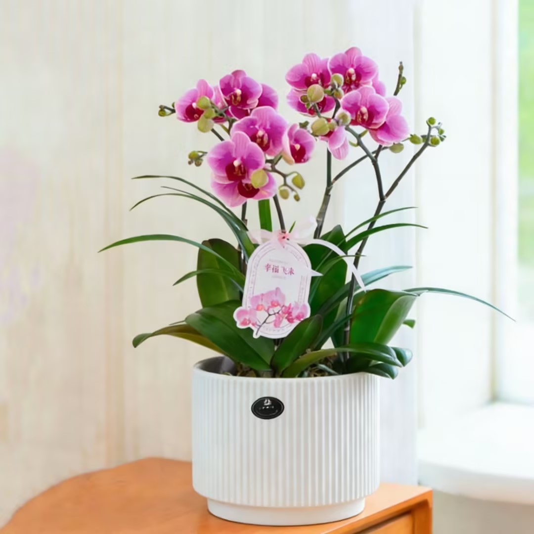 宝贝蝴蝶兰盆栽高档花卉带真鲜花速递同城配送开业乔迁1504-2