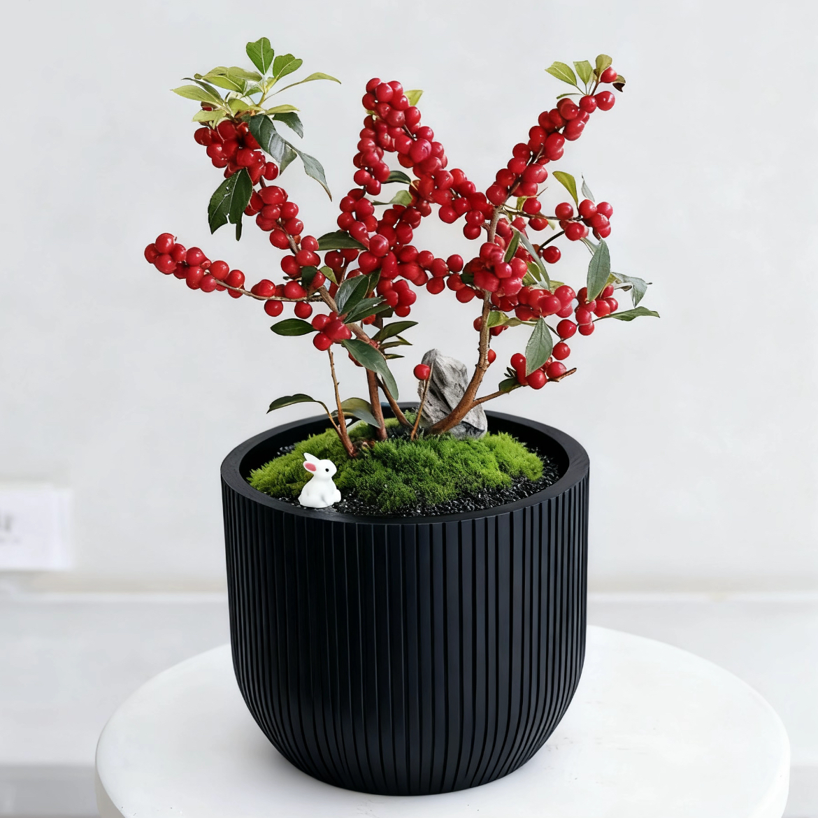 北美冬青盆栽办公室桌面绿植客厅玄关摆件室内盆景迷你盆栽植物桌面微景观