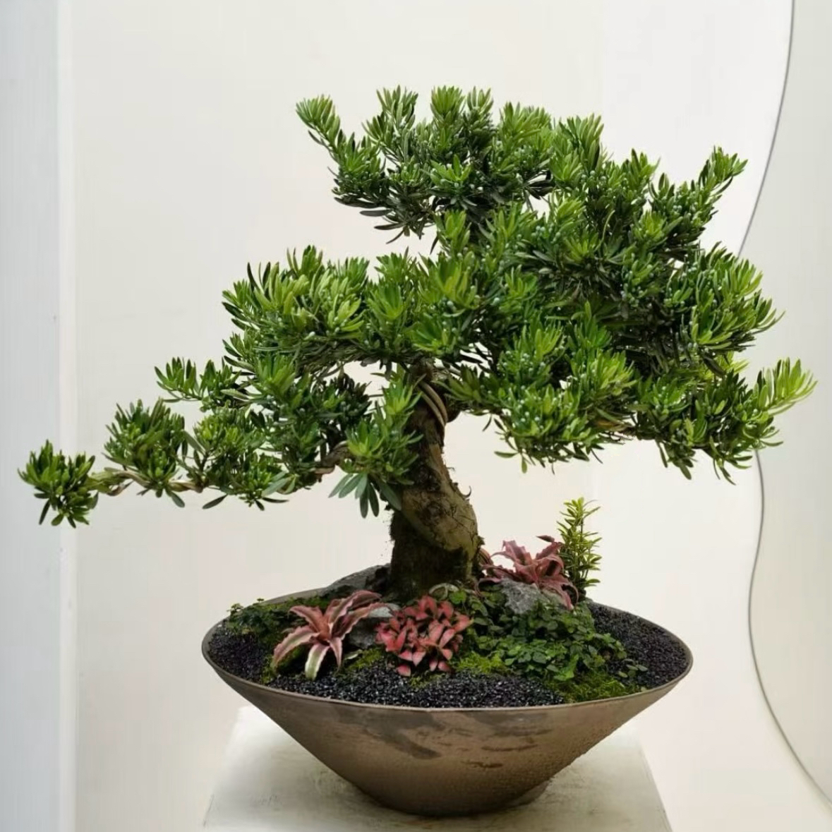 罗汉松盆栽小叶雀舌罗汉松绿植花