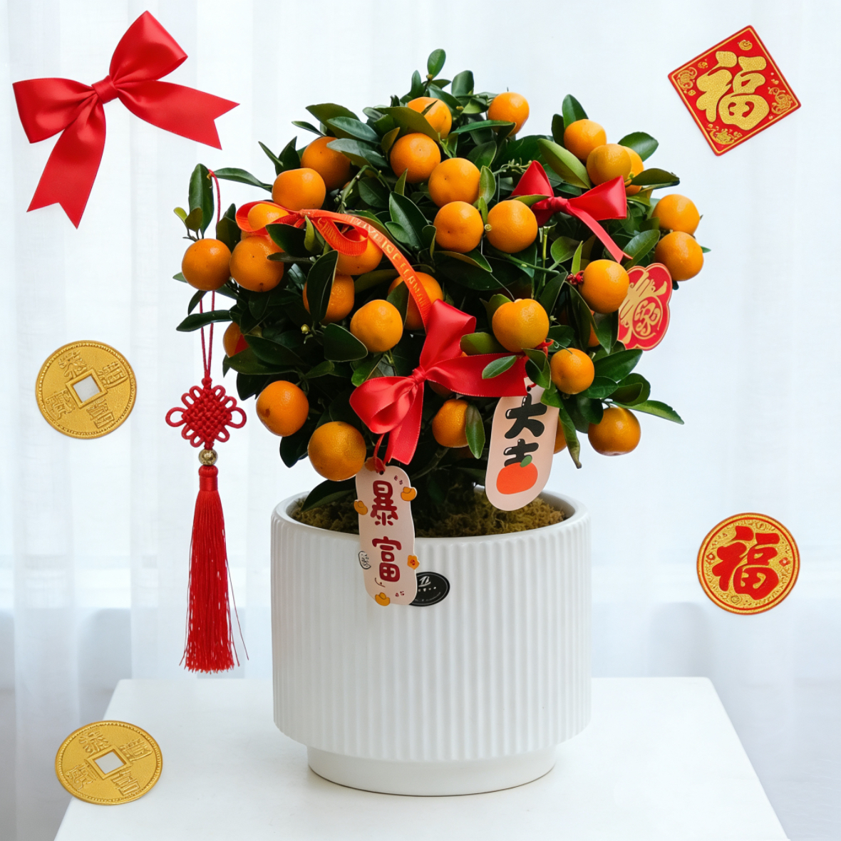 【万事大桔】小金橘树桌面金桔盆