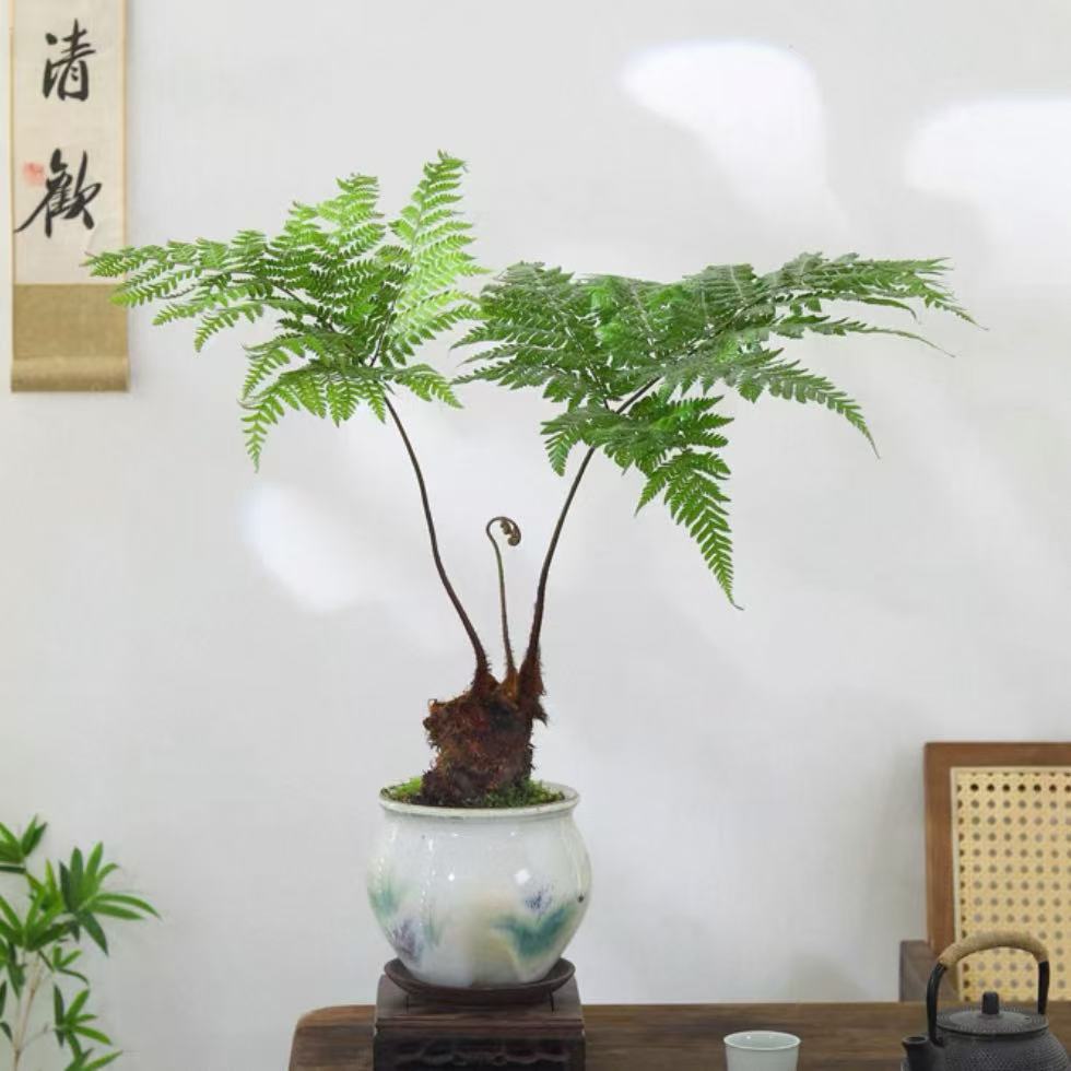 红麟蕨金丝猴蕨猴头蕨植物盆栽一叶蕨类室内耐阴新中式禅意盆景观叶绿植