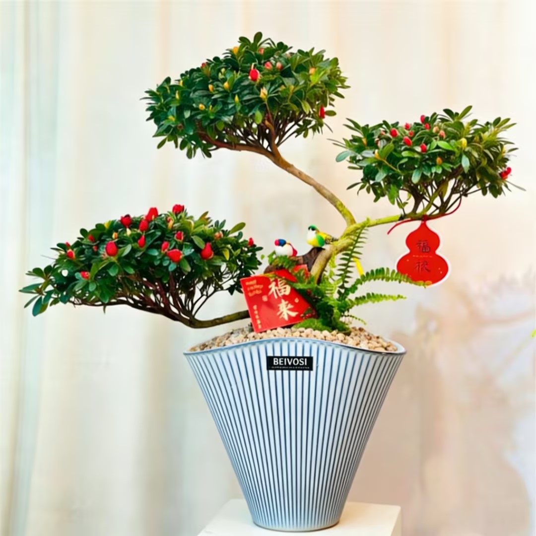 元宝杜鹃花造型游龙杜鹃花杜鹃花盆景悬崖杜鹃花盆栽开业植物乔迁喜庆盆栽送礼