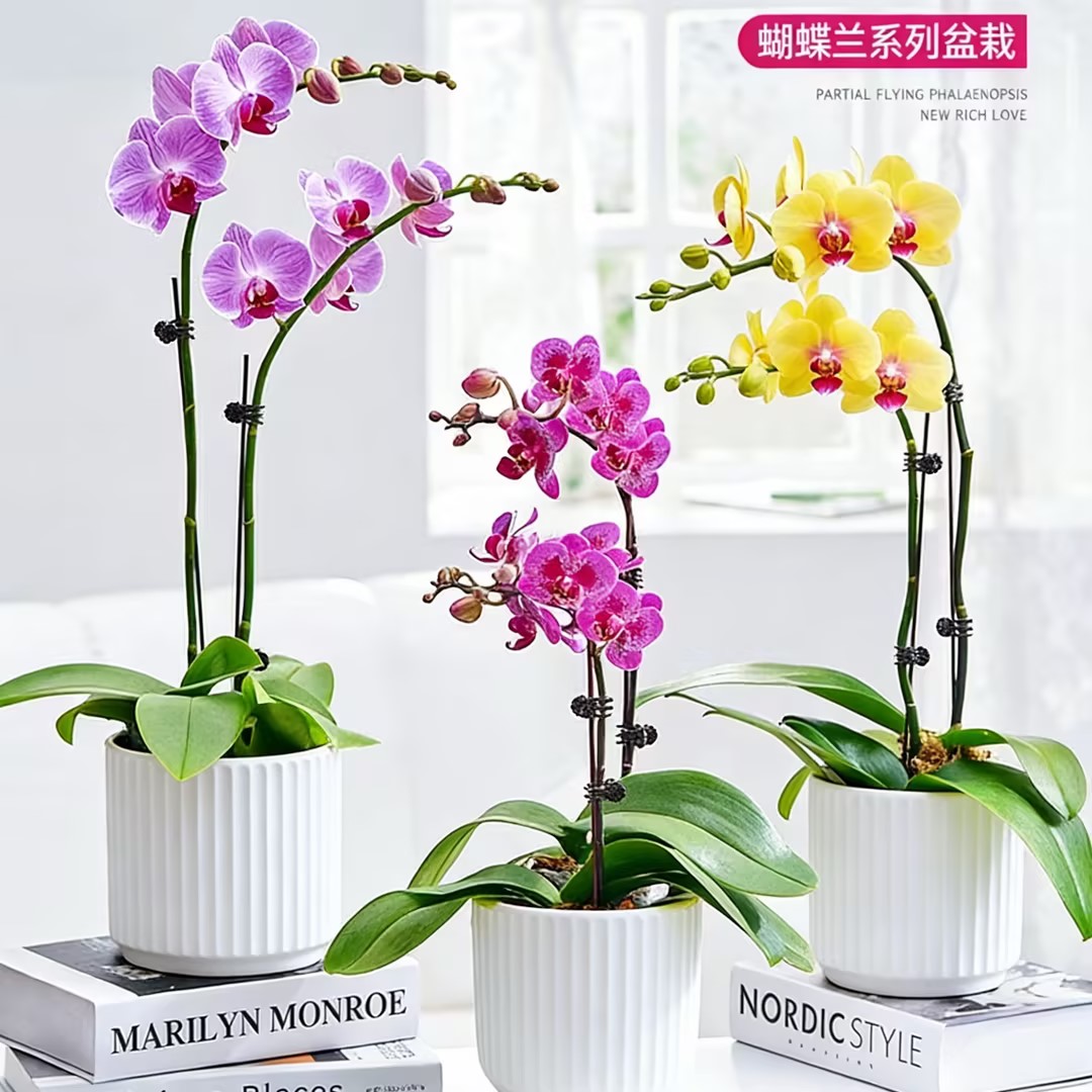 蝴蝶兰 1502-01 迷你蝴