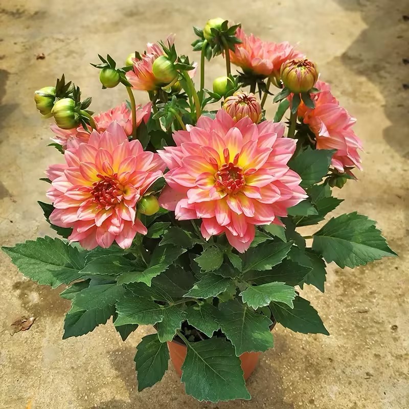 小丽花重瓣大丽花带花苞室内室外