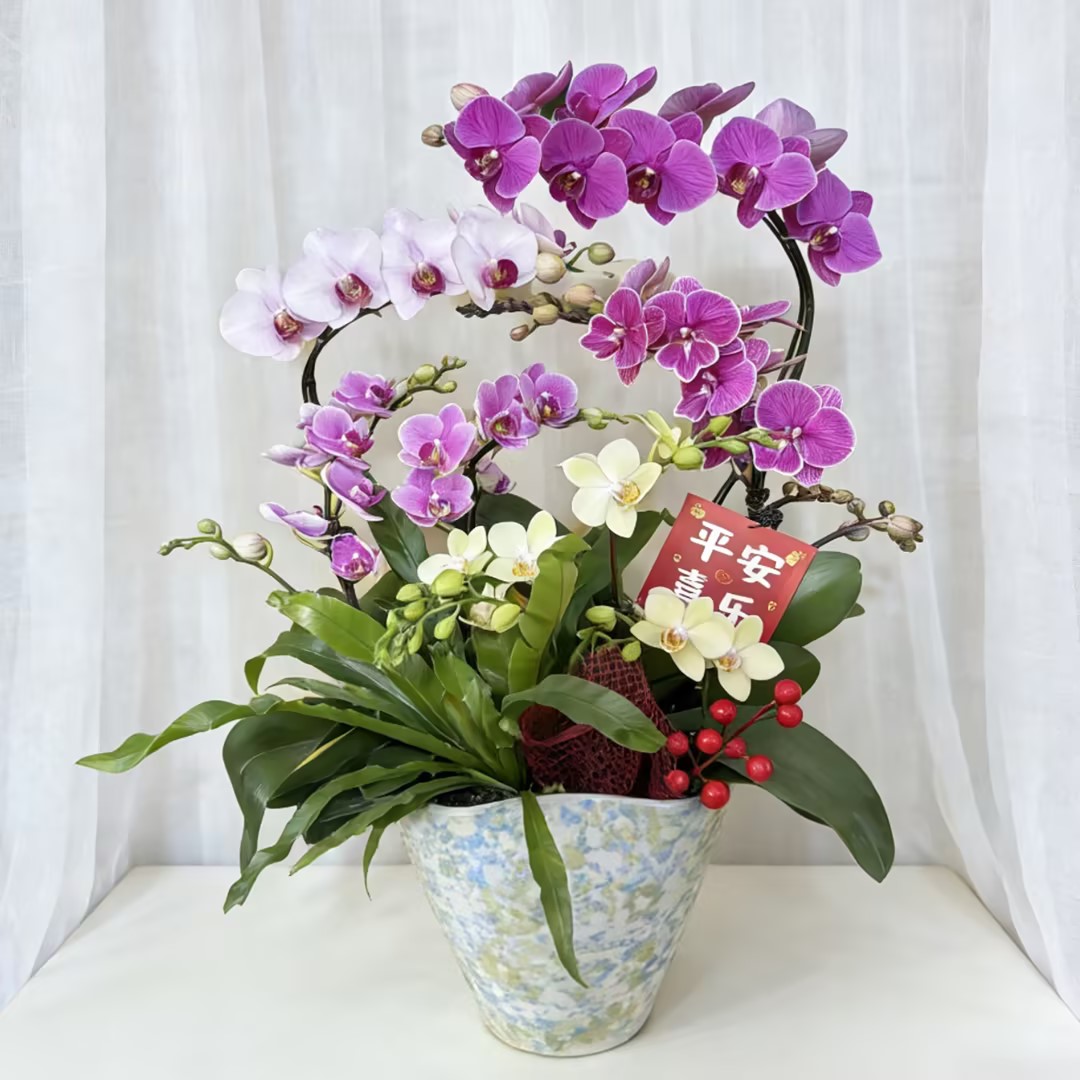 蝴蝶兰盆栽彩色蝴蝶兰组合盆栽送