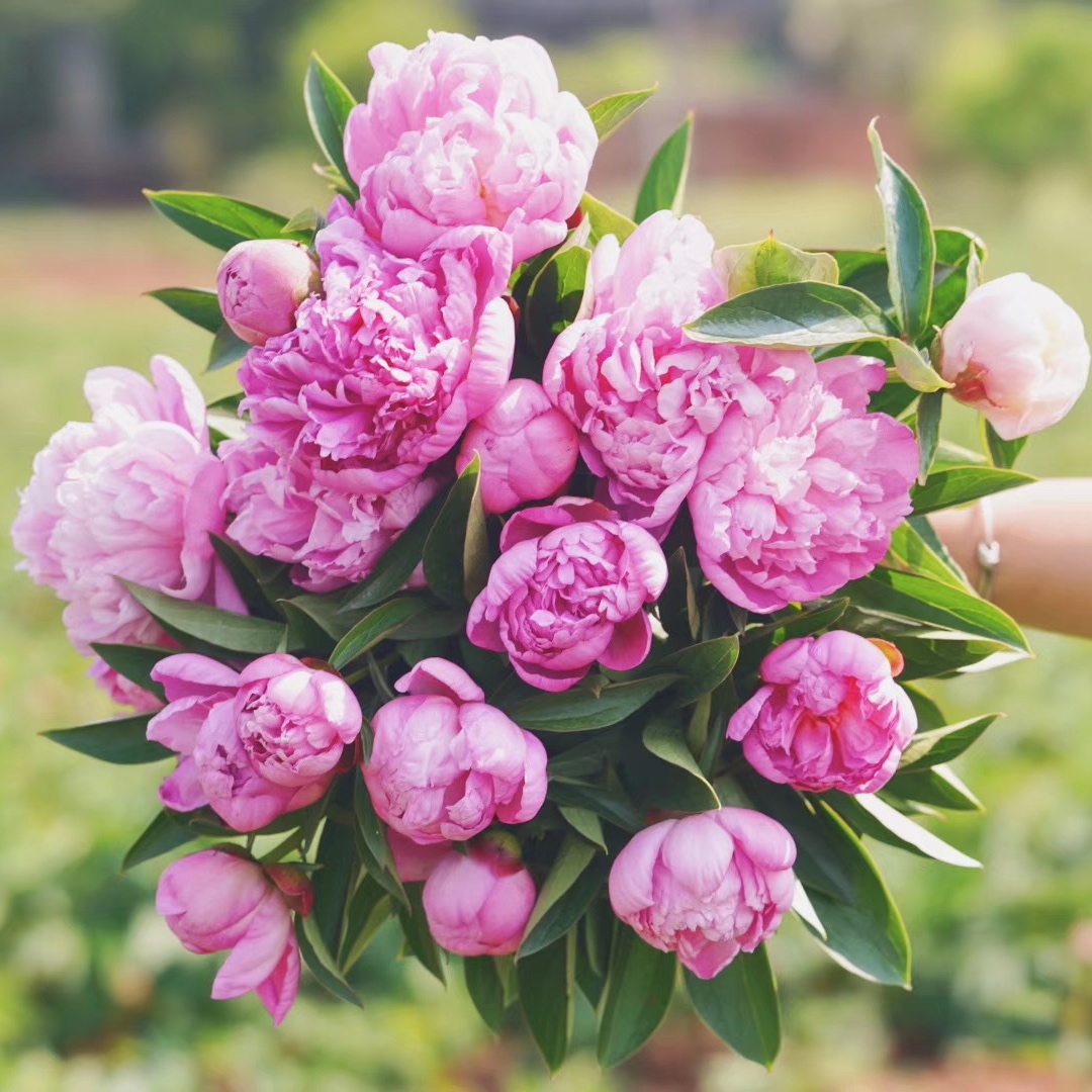 团购|牡丹花 鲜切花【1扎5枝左右】