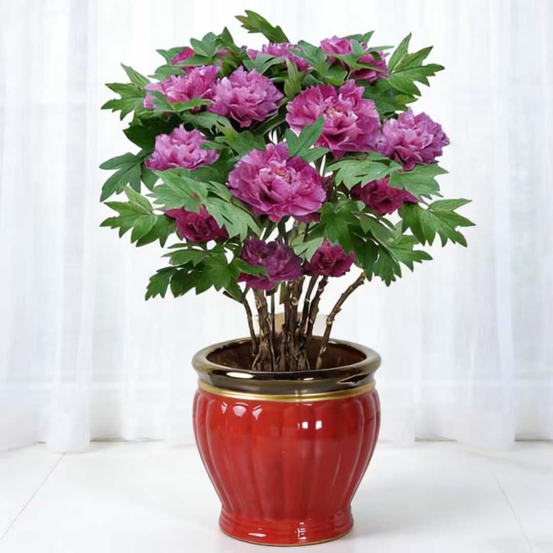 牡丹花洛阳牡丹富贵如意喜庆植物新年花卉