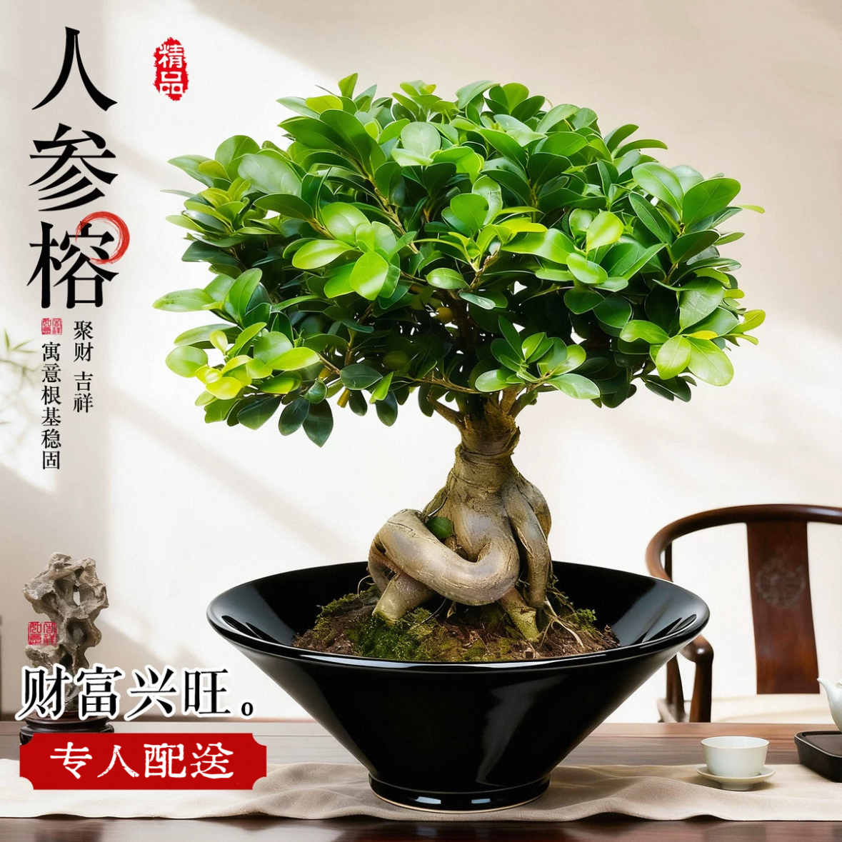 人参榕盆栽绿植提根老桩摇钱树发财树造型小叶人生榕树盆景植物金钱榕
