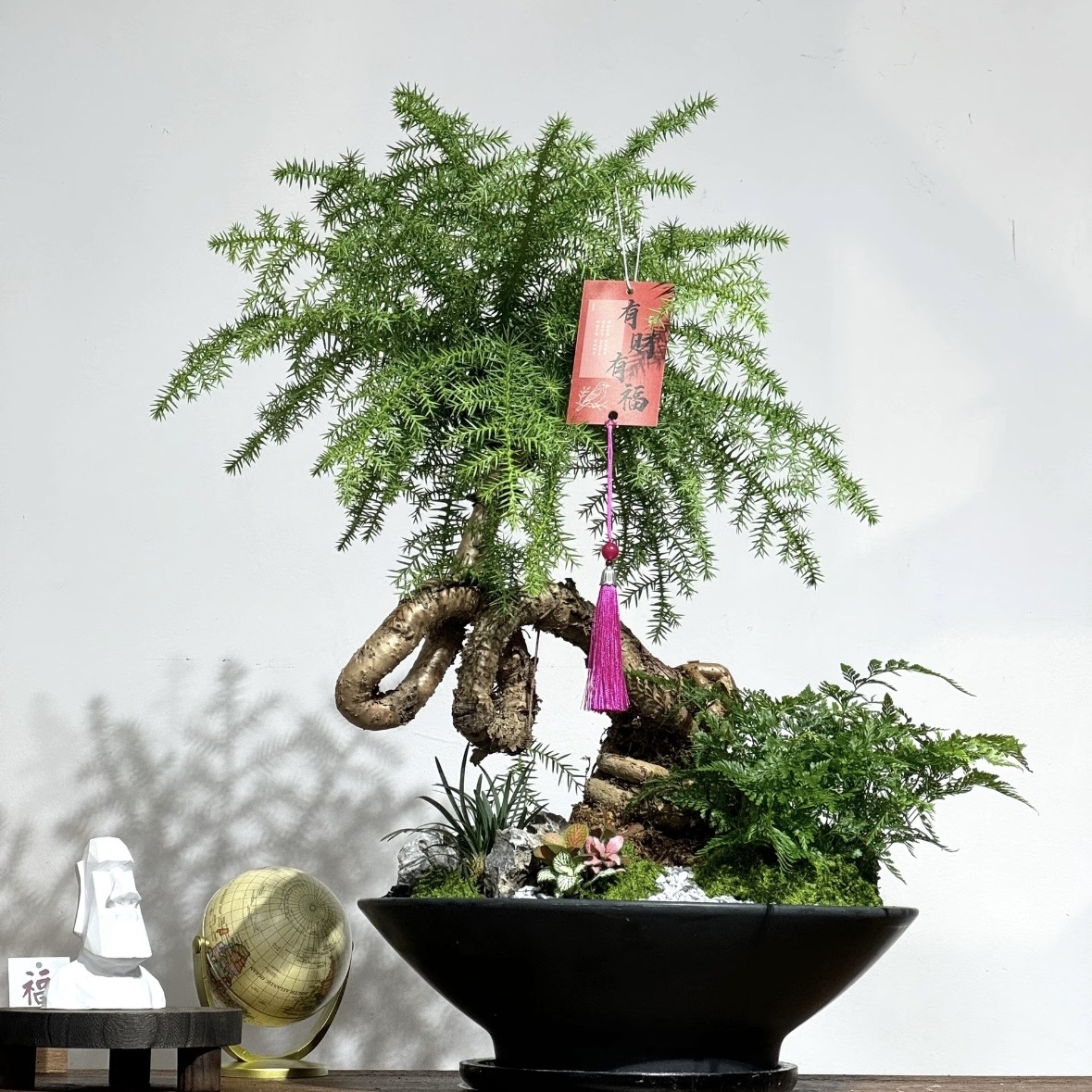 澳洲杉盆景盆景好养好活 奥州杉 奥洲杉 澳州杉