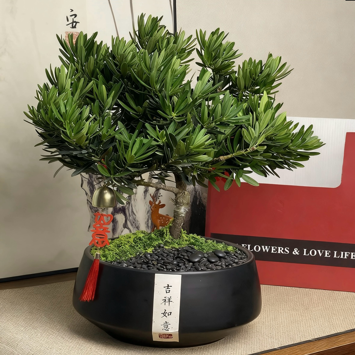 日本罗汉松盆景造型松树室内盆栽