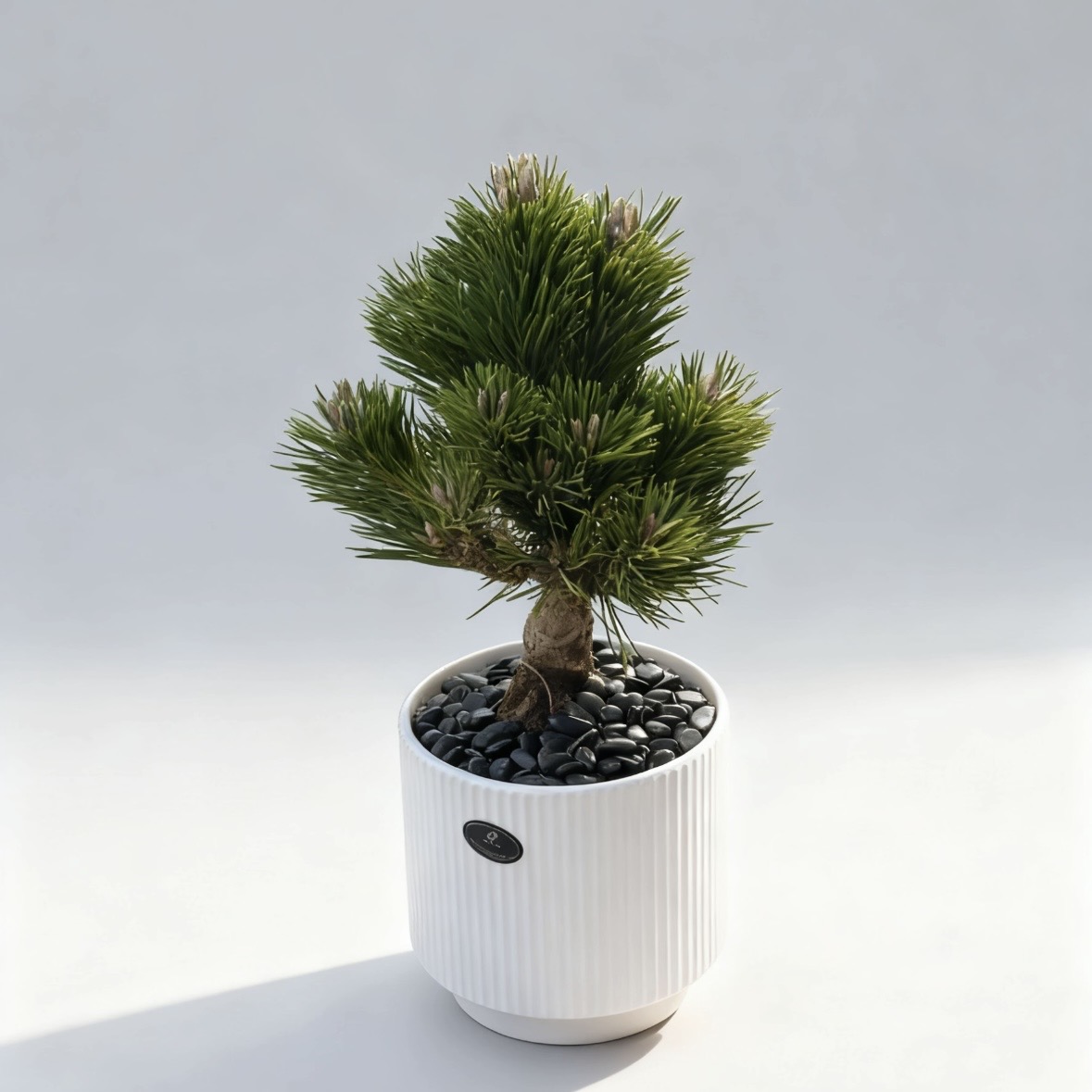 日本黑松千寿丸大阪松五针松树小