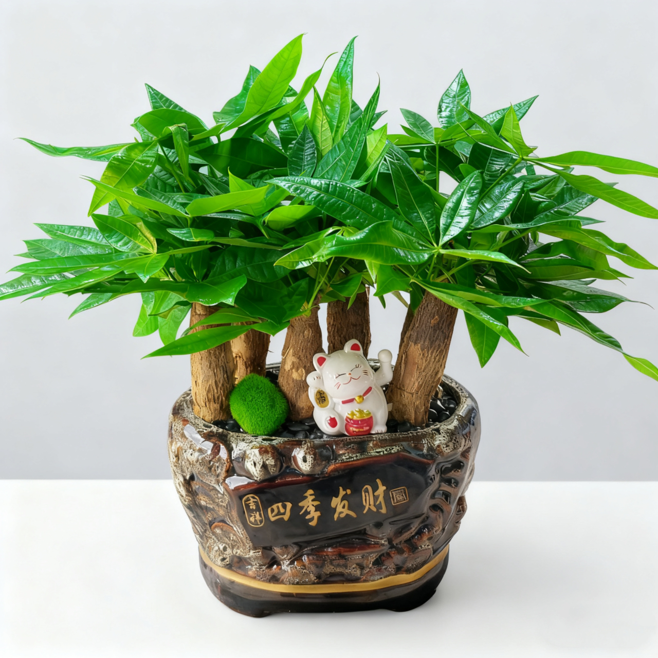 【六六大顺】六株发财树盆景前台植物盆栽招财植物开业送礼送搬家等花盆样式随机好养好活花卉