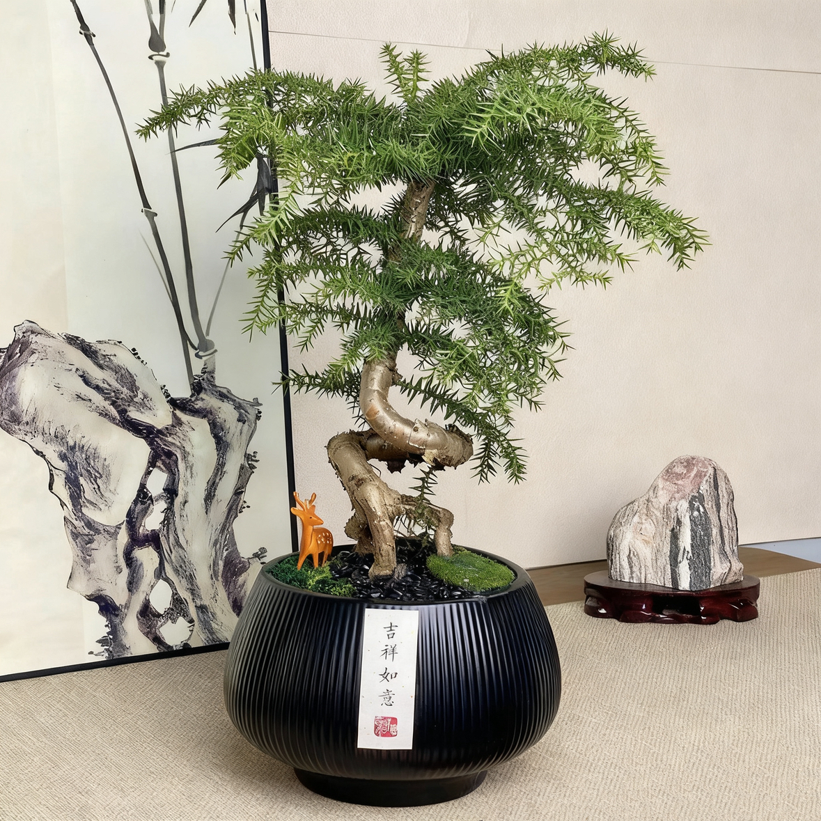 澳洲杉盆景老桩植物室内客厅办公