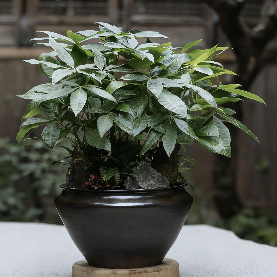 精品发财树盆景绿植室内盆栽植物