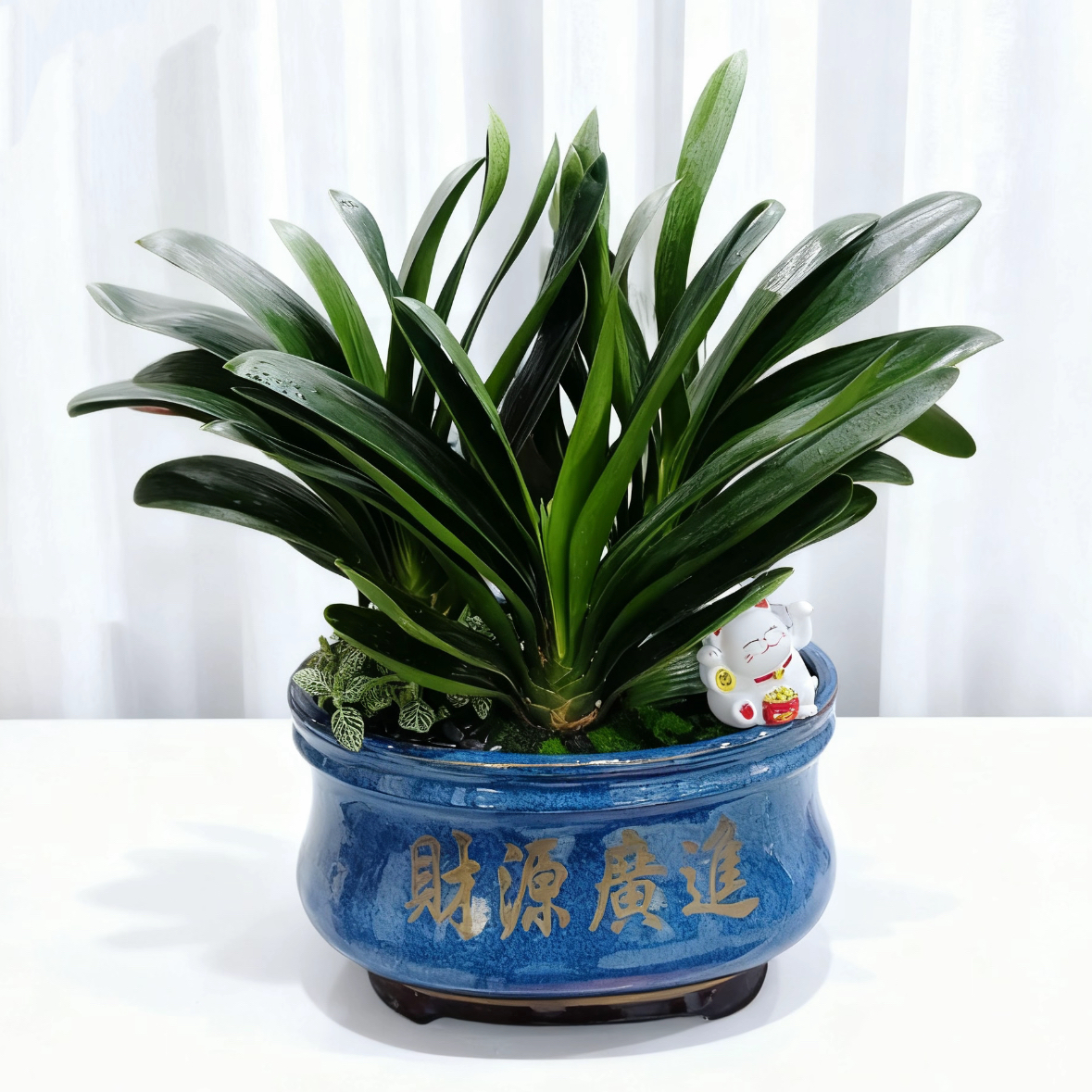 君子兰组合盆栽客厅办公室内花卉