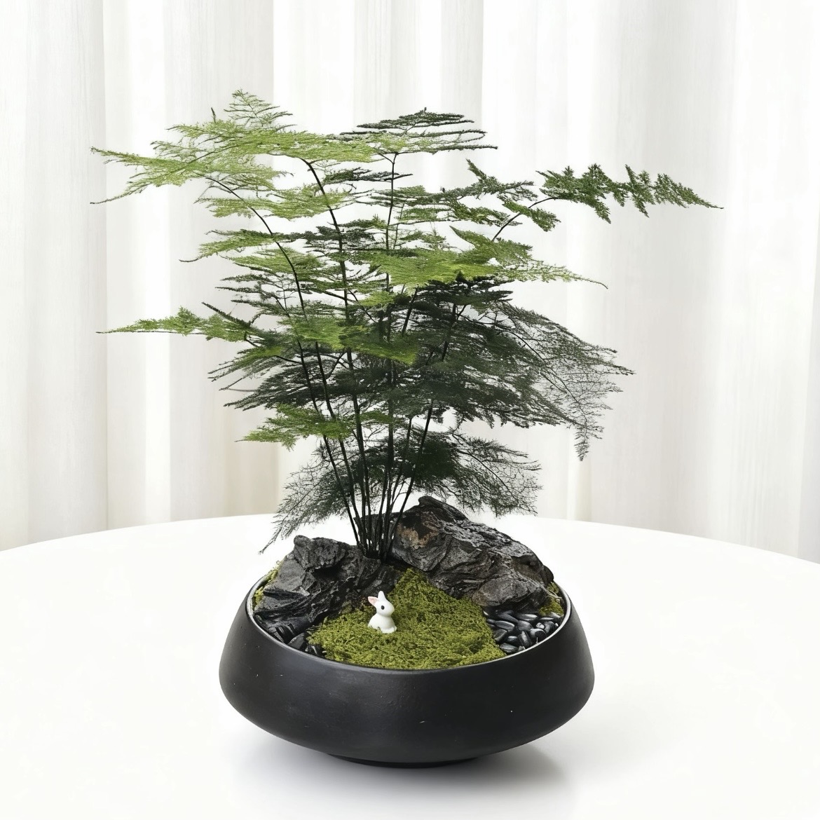 文竹室内造景小盆栽云竹盆景四季常绿客厅花卉办公室桌面植物各种造型样式随机