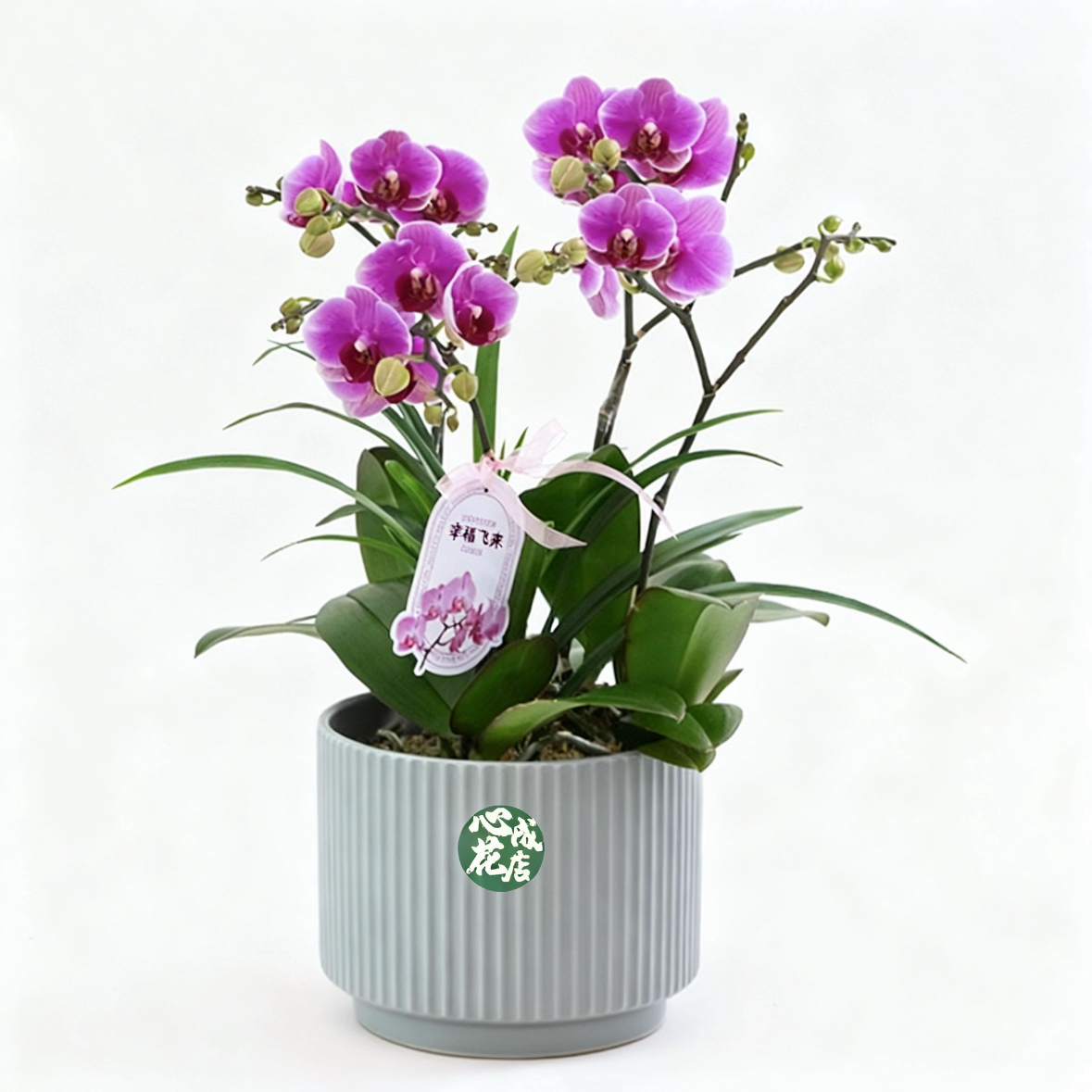宝贝蝴蝶兰盆栽高档花卉带真鲜花速递同城配送开业乔迁1504-2
