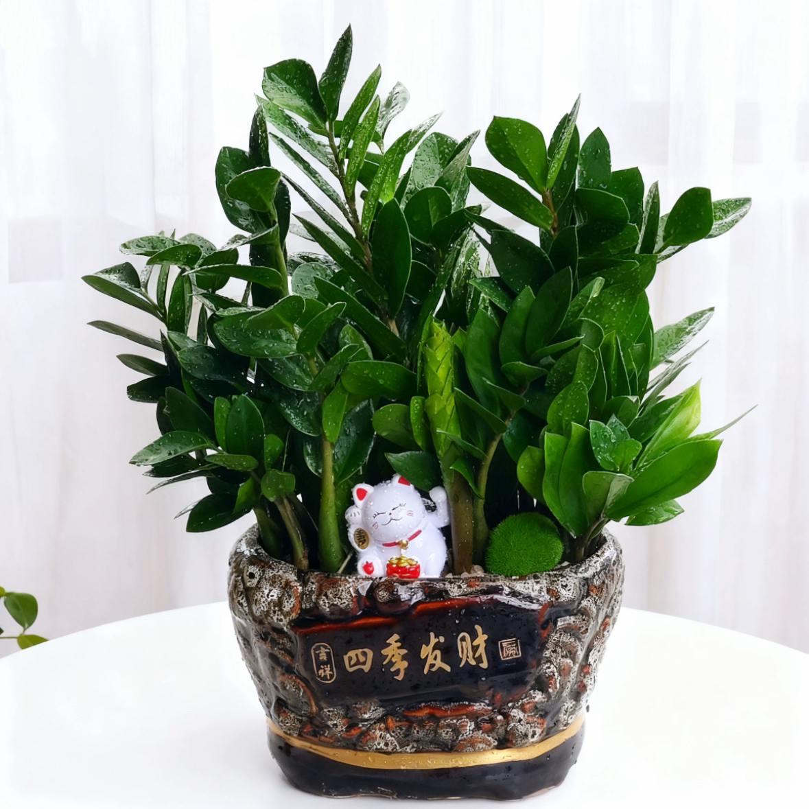 金钱树盆景前台盆栽财源广进植物