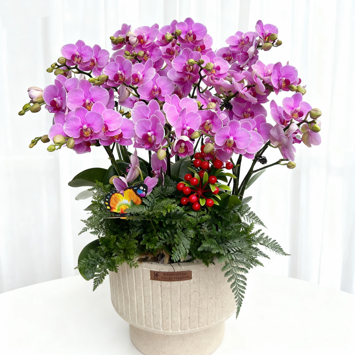 蝴蝶兰盆栽 1508-15 紫蝶蝴蝶兰