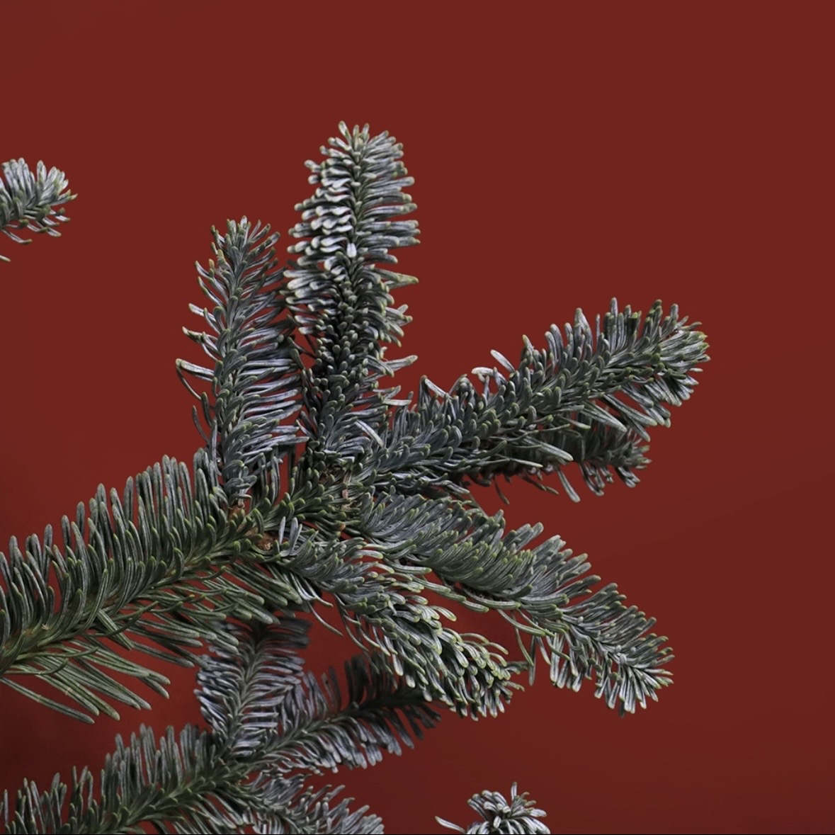 诺贝松圣诞树鲜切枝装饰鲜花家用