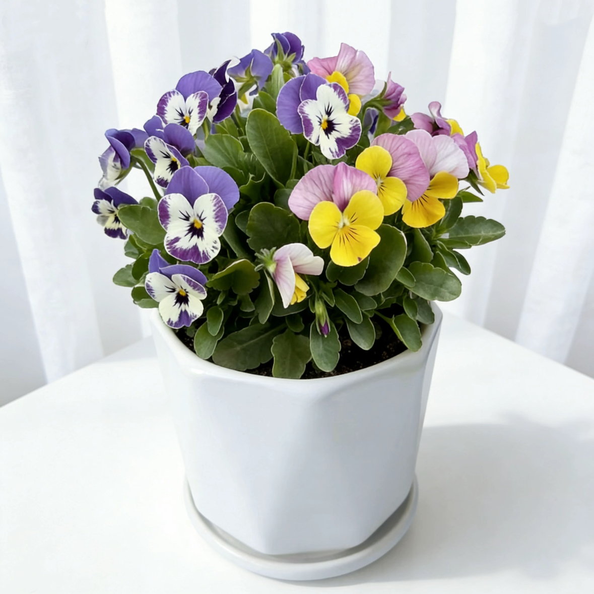 角堇花三色堇大盆带花蝴蝶花盆栽