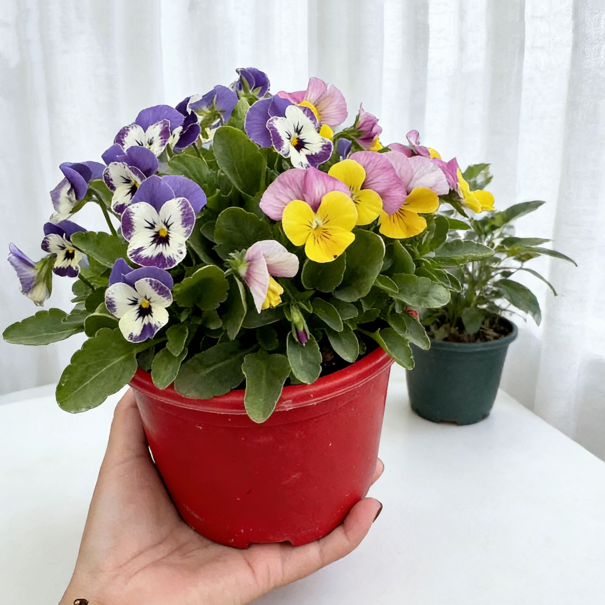 角堇花三色堇大盆带花蝴蝶花盆栽