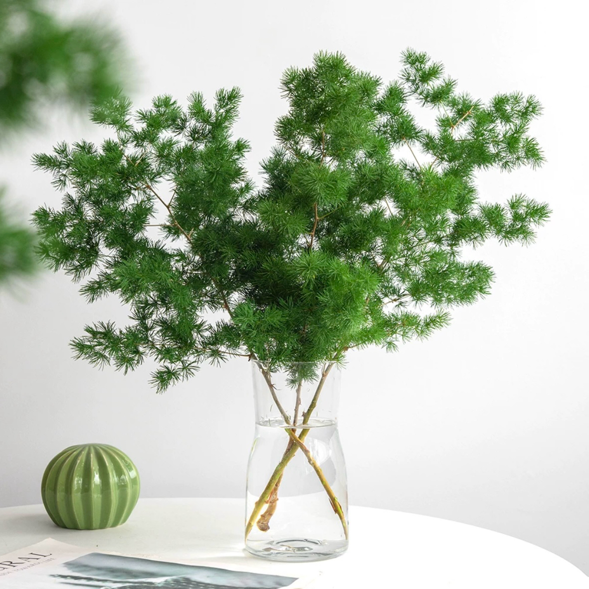 蓬莱松鲜切鲜花客厅植物室内水培绿植插花配草鲜切树枝1扎