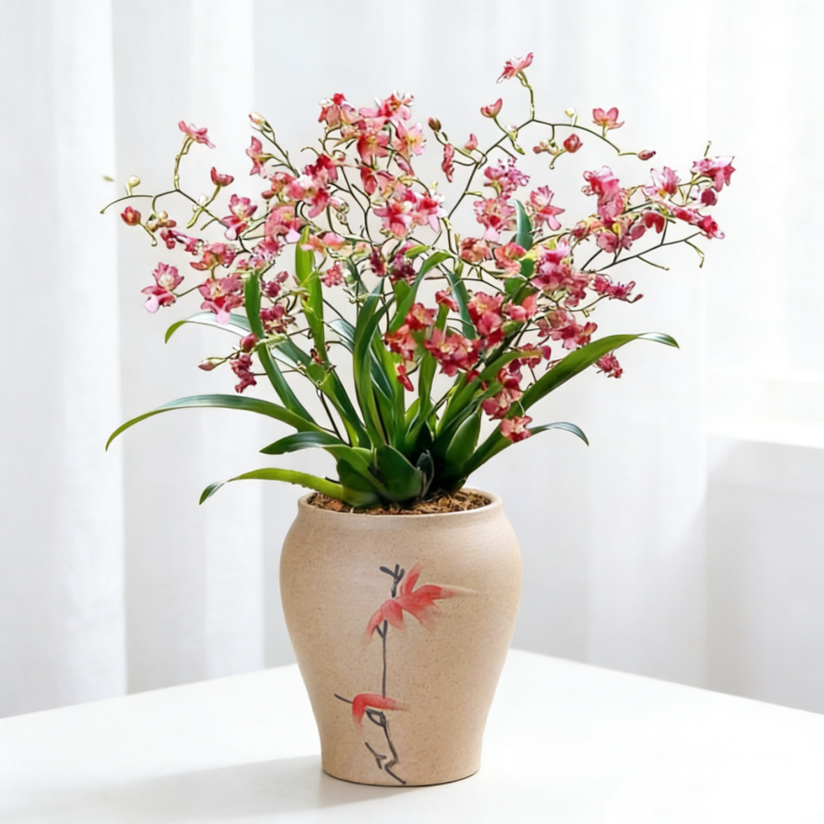 文心兰梦香兰盆栽带花苞香室内客厅办公室水培绿植物浓香好养易活