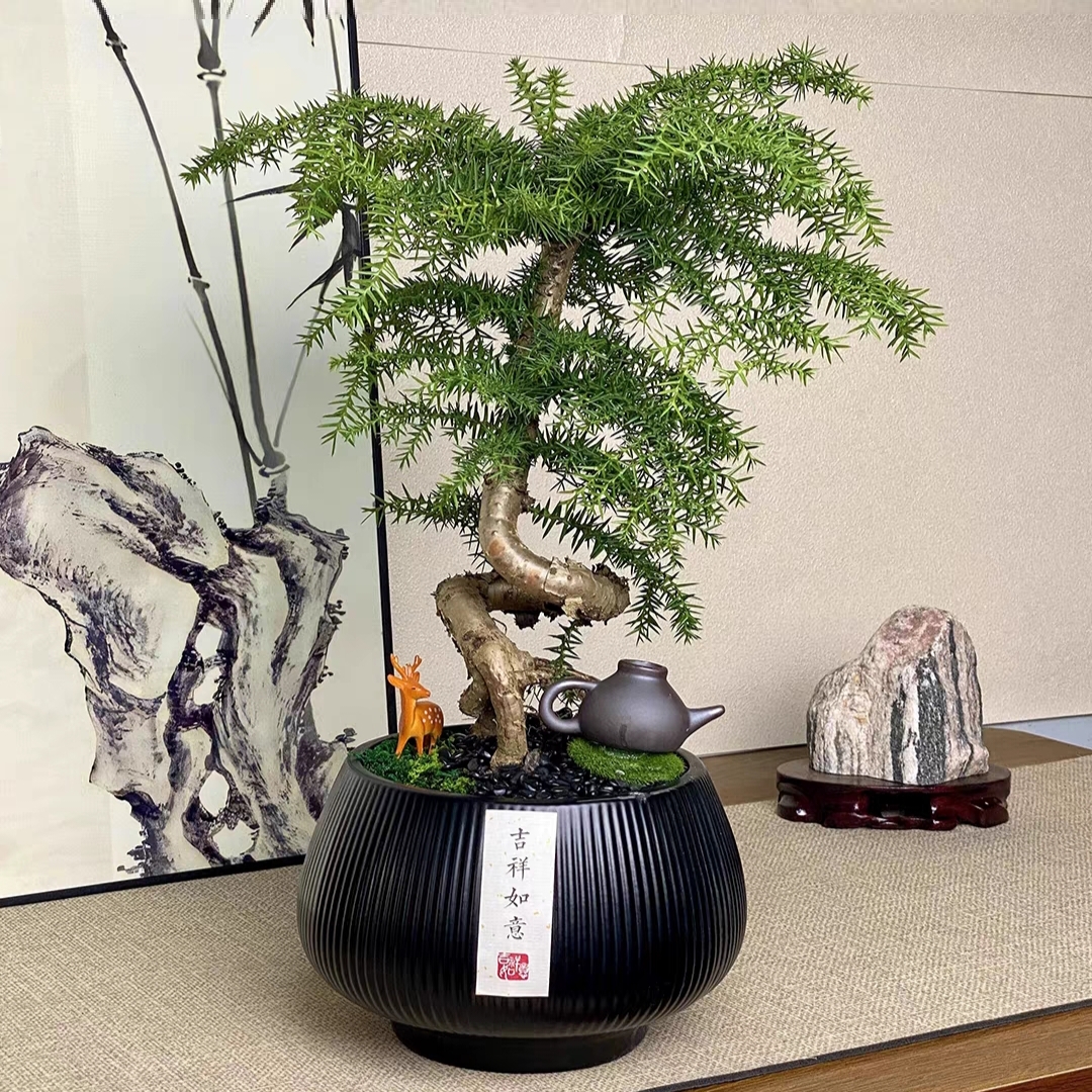 澳洲杉盆景老桩植物室内客厅办公