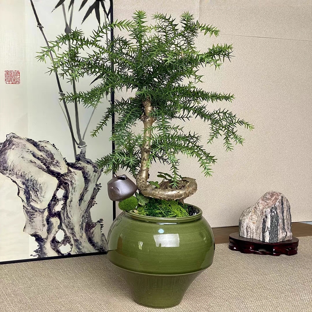 澳洲杉盆景老桩植物室内客厅办公