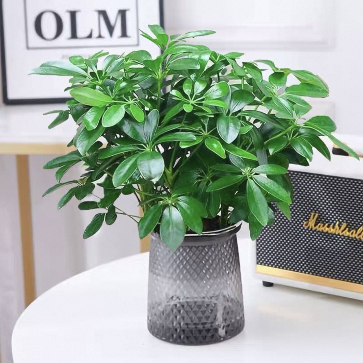 鸭脚木配自吸水懒人花盆八方来财