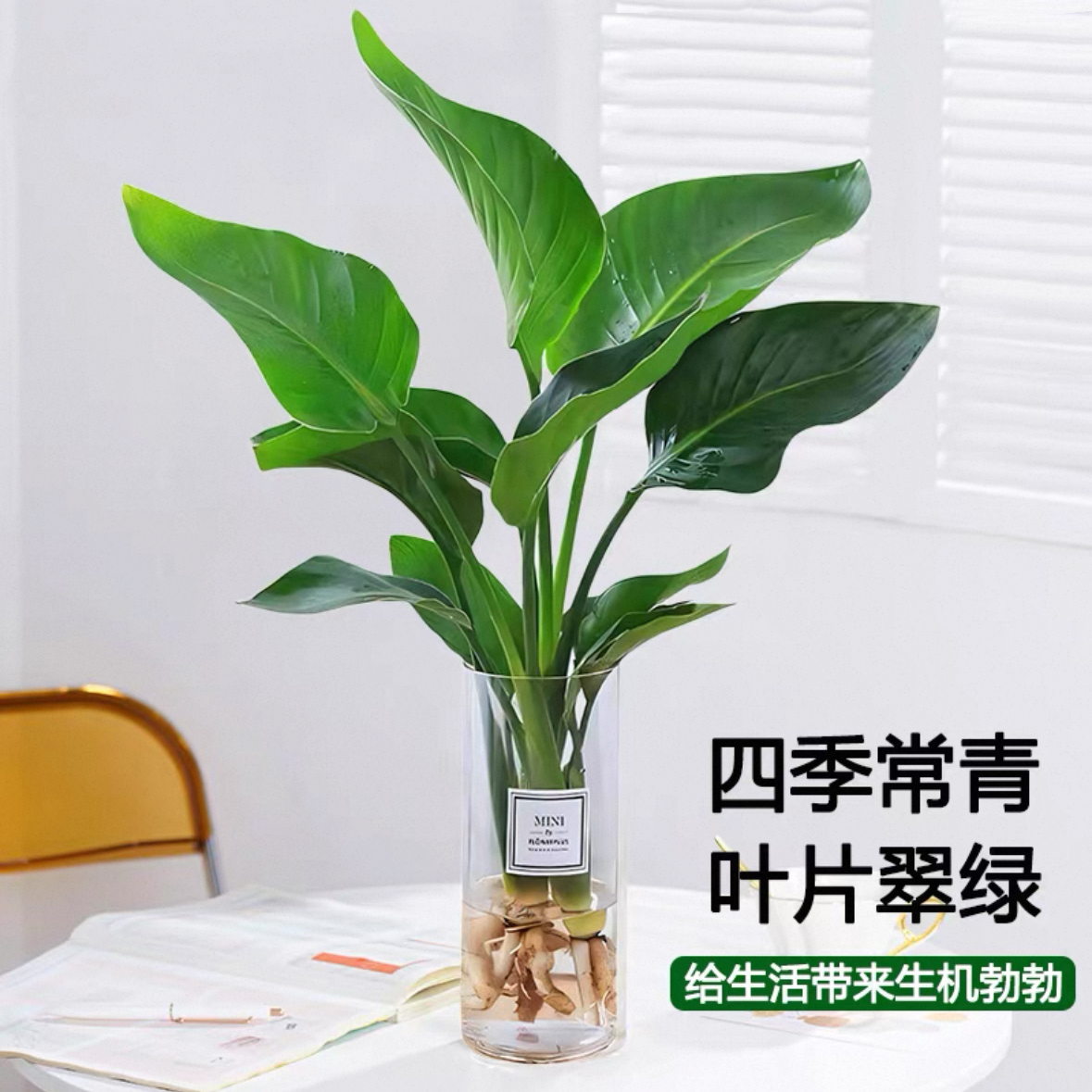 水培植物天堂鸟大叶盆栽净化空气