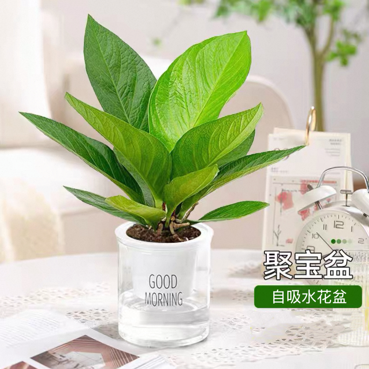 聚宝盆配懒人自吸水花盆好养易活
