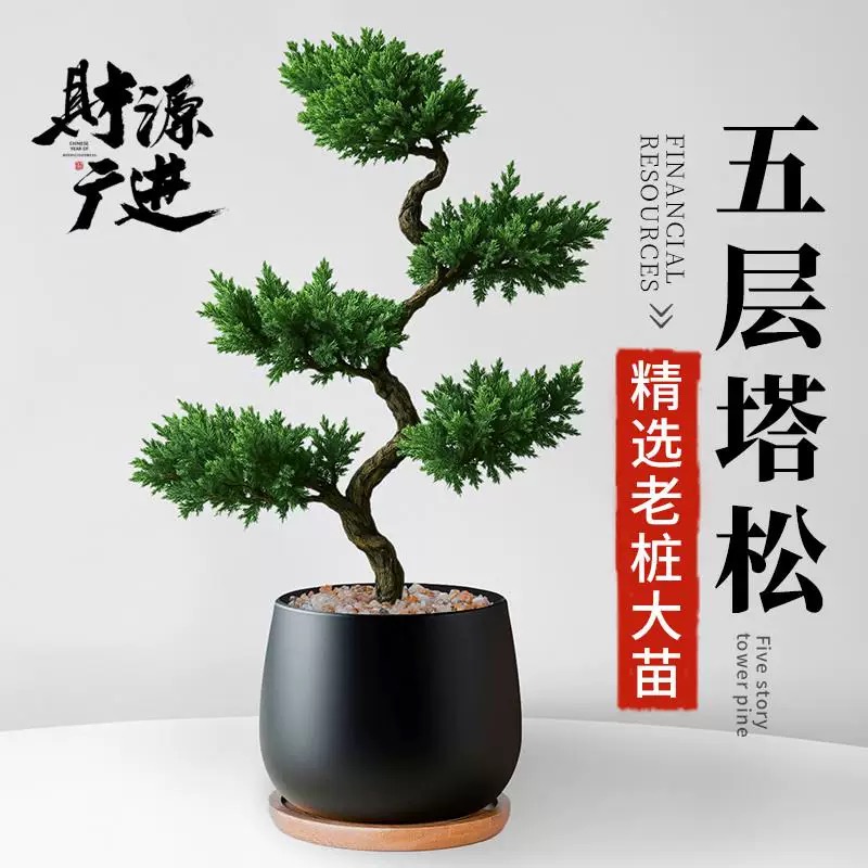 五层塔松盆栽造型盆景植物室内茶