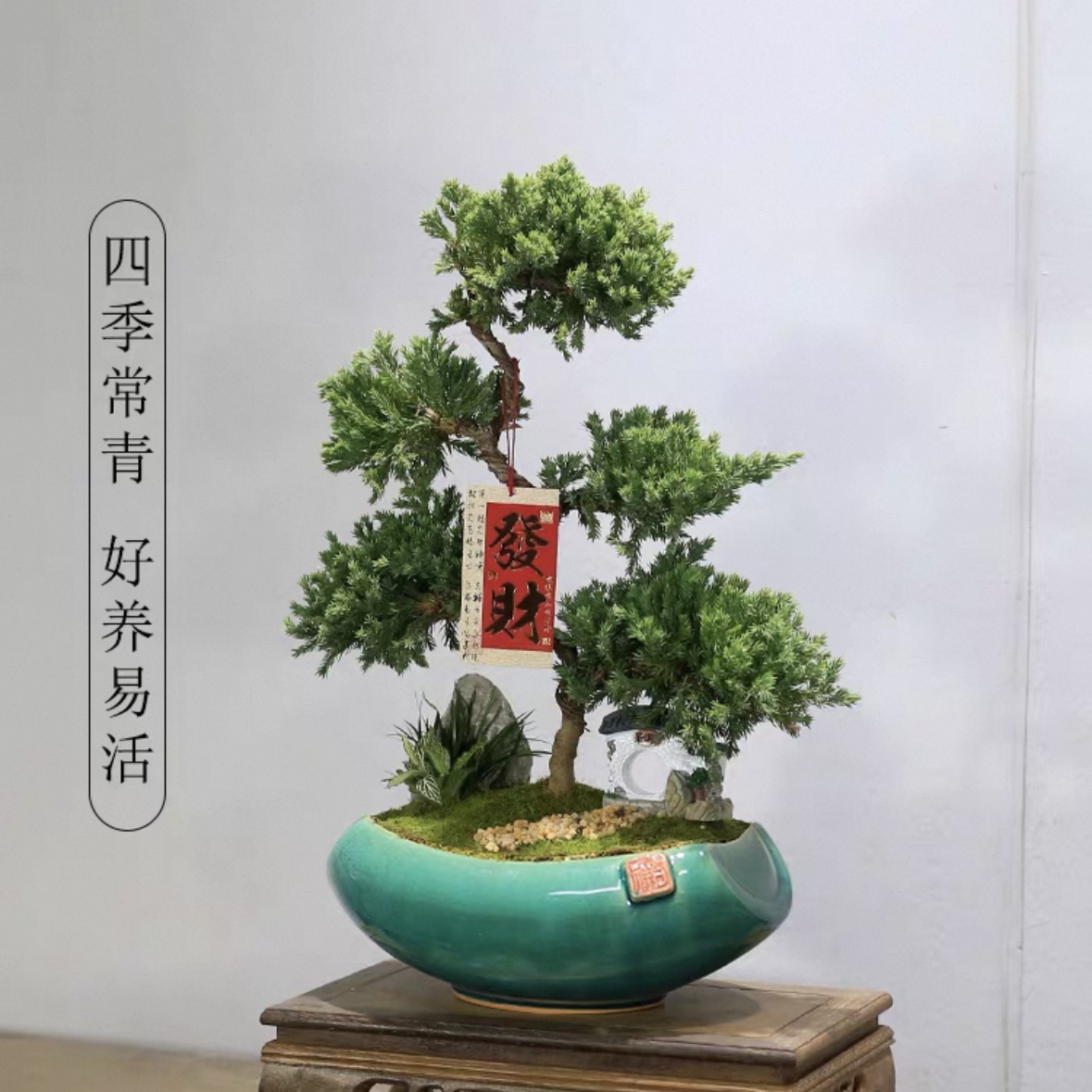 五层塔松盆栽造型盆景植物室内茶