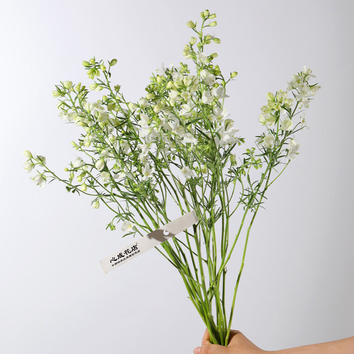 白色小飞燕 1扎 家庭生活鲜花