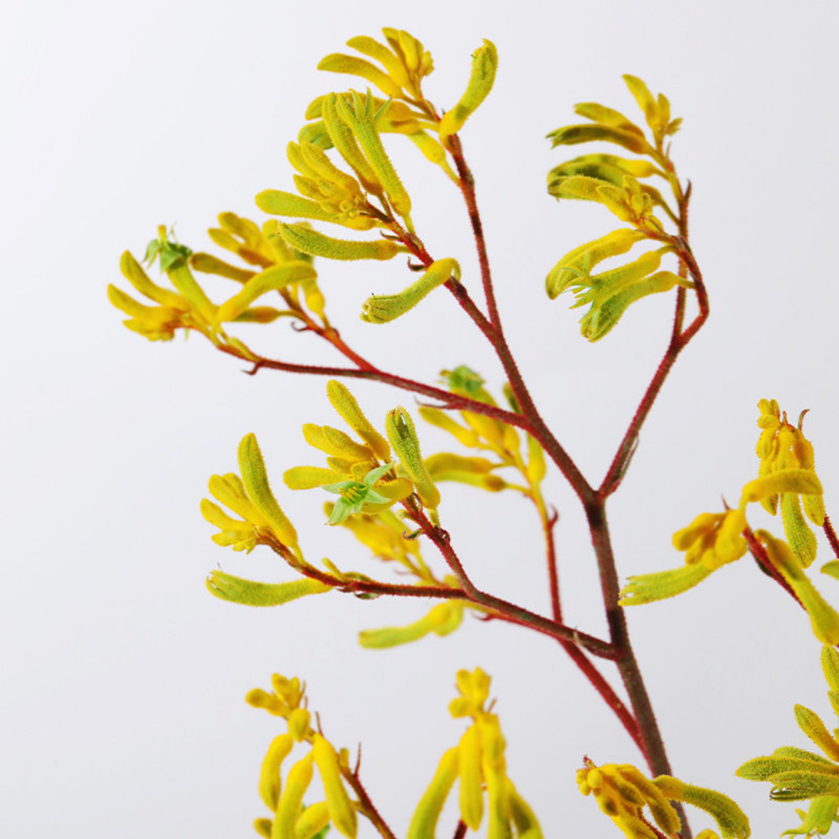 黄色袋鼠爪 袋鼠花 1扎4-5