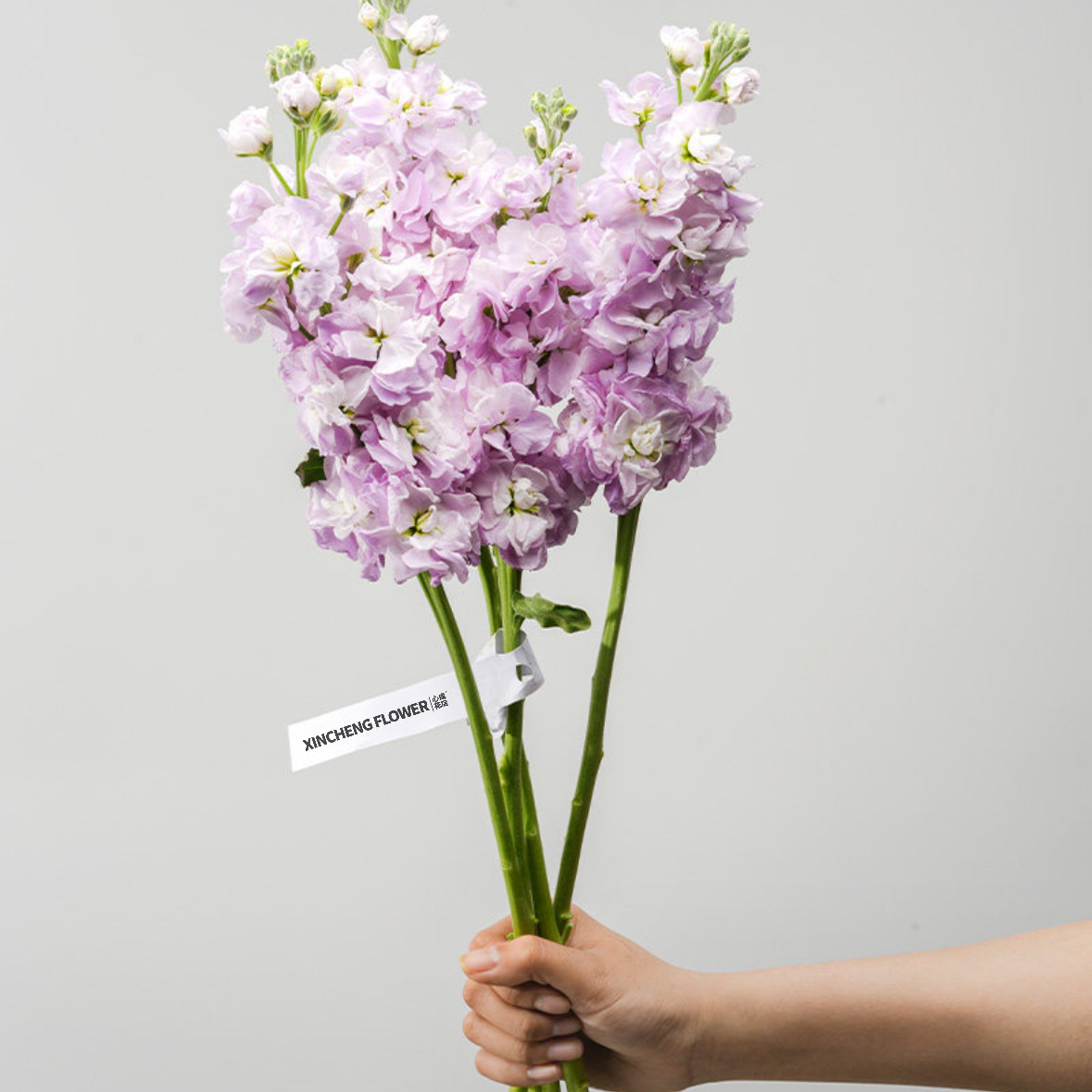 紫罗兰 随机色 1扎8-10枝