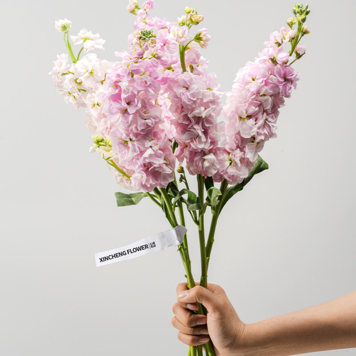 紫罗兰 随机色 1扎8-10枝