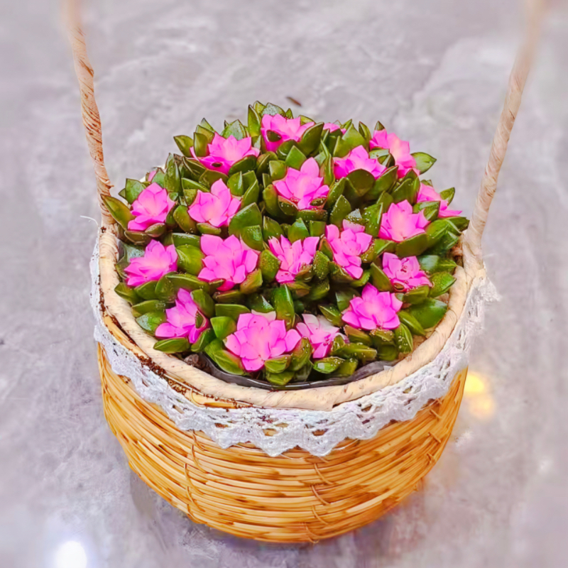 吹雪之松锦手提编织花篮多肉植物