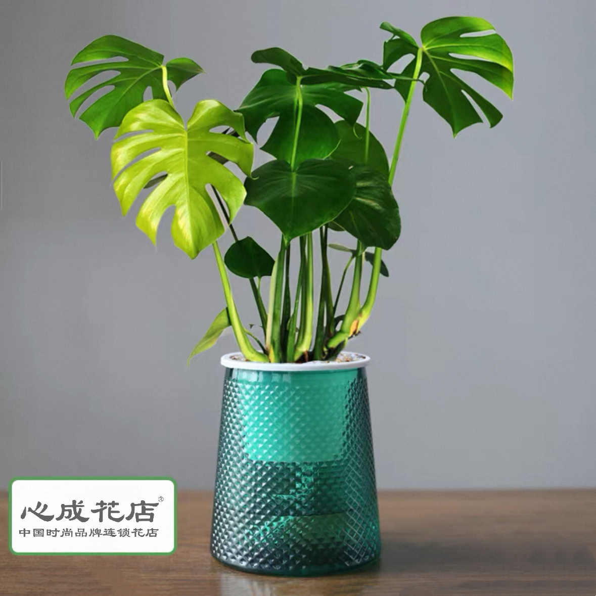 龟背竹配懒人自吸水花盆水培植物