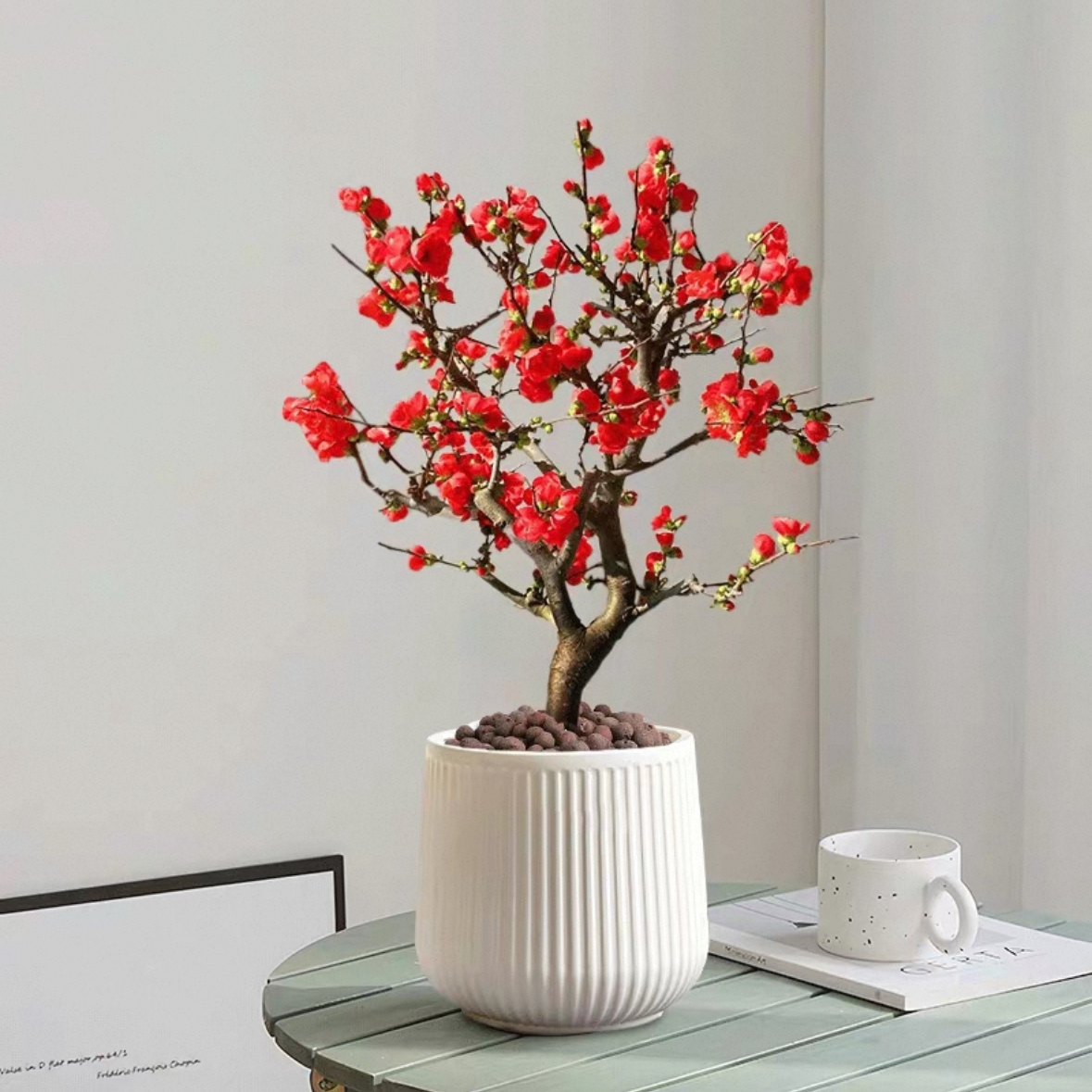 木本海棠花 植物盆栽