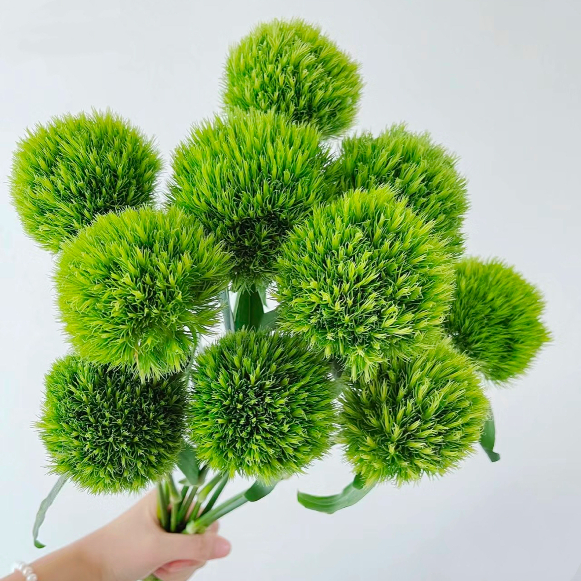 绿毛球 鲜切花 1扎8枝左右