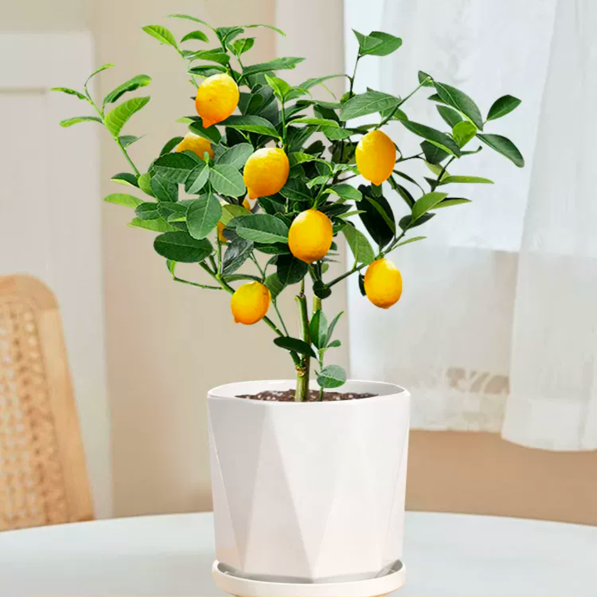香水柠檬树盆栽苗水果柠檬浓香带