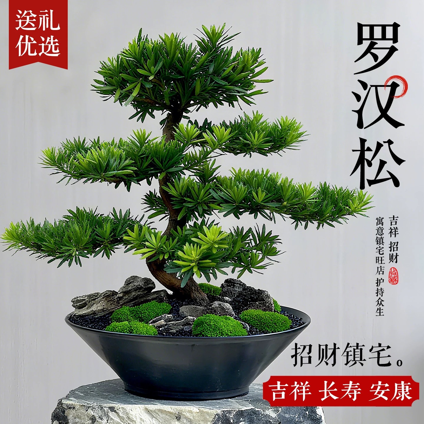 罗汉松盆栽小叶雀舌罗汉松绿植花