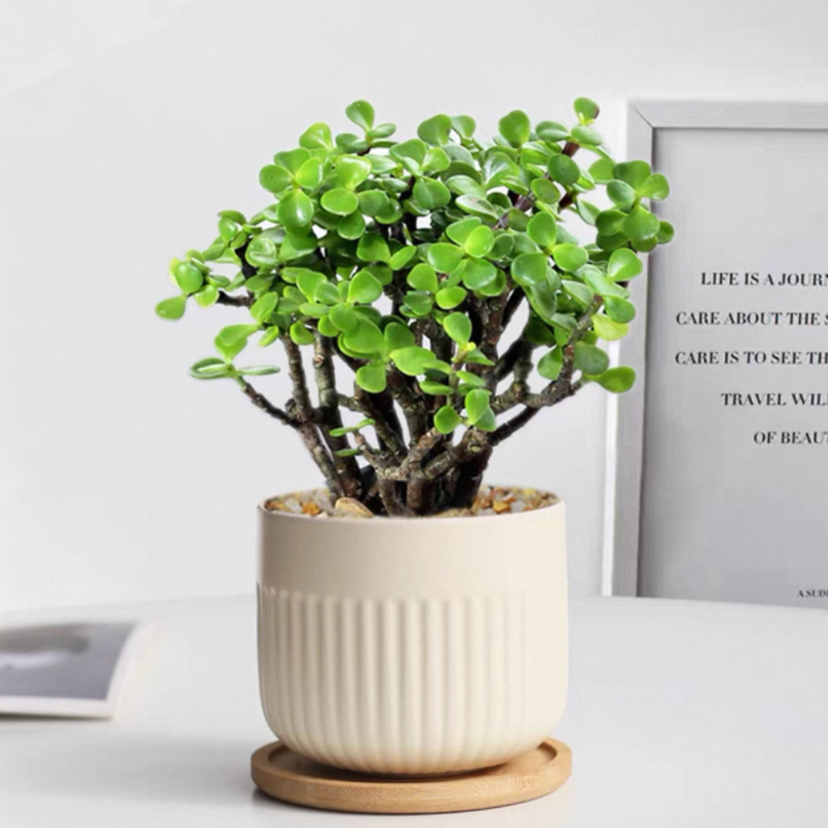 金枝玉叶原生盆栽多肉植物盆栽 