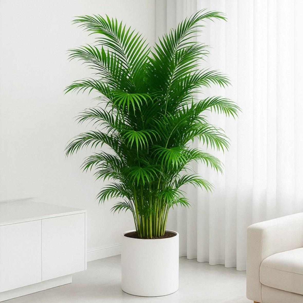 散尾葵竹子植物盆栽客厅大型绿植