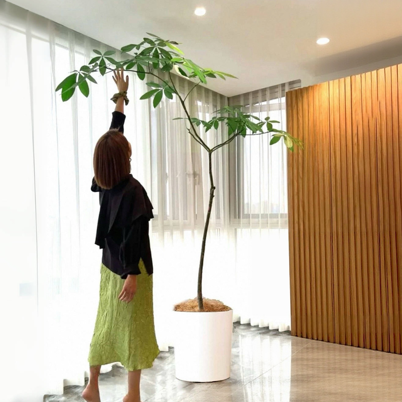 原生发财树飘枝落地盆栽办公室内好养植物氛围感网红绿植净化空气