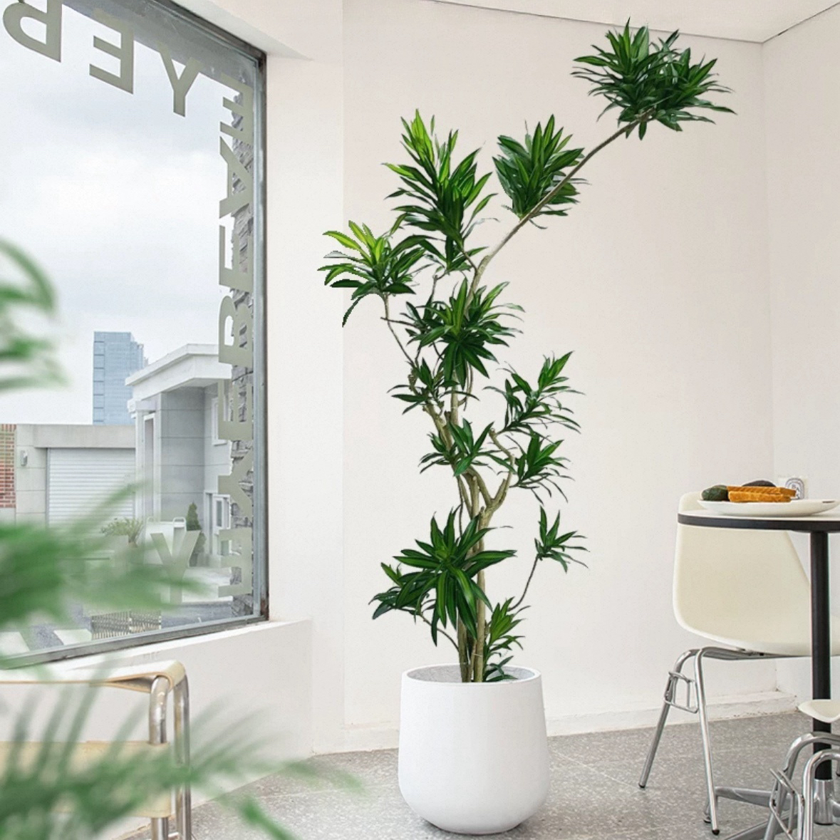 金心百合竹老桩大盆栽室内好养植