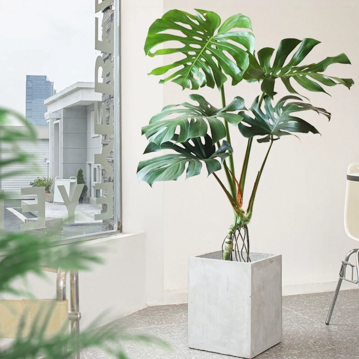 大叶老桩龟背竹客厅盆栽绿植高级感大气稳重中古软装情绪价值植物